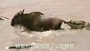 角马被鳄鱼咬中尾巴拖入水中，挣扎后尾巴被咬掉了，真是太残忍