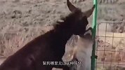 把鬣狗和毛驴放在一起饲养，猜猜会发生什么？