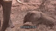 象群领域干旱被迫迁徙，小象体力不支倒地不起，母象会弃它而去吗？