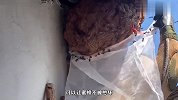 墙上有个巨大的马蜂窝，主人只能叫专业人士清除，全程惊心动魄