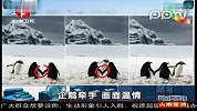 企鹅牵手画面温情