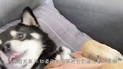 主人给柴犬剪指甲，结果像疯了似的，一定憋住别笑