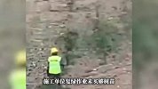 安徽一施工单位被曝往土里插无根树枝应付“补植复绿”