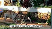 狗狗和猫打架，猫打不过狗就在地上装死，结果狗狗惨了