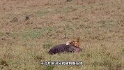 雄狮突袭河马，河马却毫无反抗之力，太给力了！