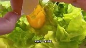 越吃越掉秤的生菜鸡蛋饼，做法是超级简单，快夏天了，赶紧做起来