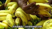 探寻香蕉的起源，揭开本土水果之谜！