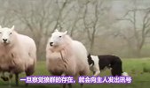 狼群为什么不攻击有牧羊犬的羊群？