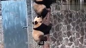 两只熊猫团子比赛爬树，比不过打了起来，场面笑爆了