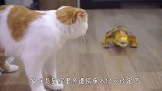 家里惨遭鳄鱼入侵，猫咪的反应太逗了，看完差点笑岔气