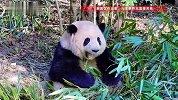 大熊猫花花和叶活动场地遭游客故意扔米粒，成都熊猫基地回应