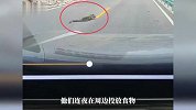 自驾游客四川甘孜路边发现受伤雪豹，左眼充血肿胀，状态虚弱，当地回应