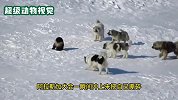 阿拉斯加犬围攻狼獾，狼獾以一敌六，大战多时轻松离去