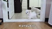狗狗挑战透明墙，汪星人能成功通过吗？太意外了