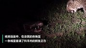 鳄口夺食！猎豹趁着鳄鱼打盹 从其口中叼走一块羚羊肉