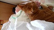 [搞笑]调皮宝宝与猫咪