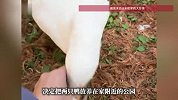 两狗一猫带走了，两只鸭实在塞不下：女子把宠物鸭放公园10天，结局亮了