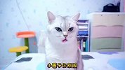 小猫咪为了救哥哥去了喵星，猫咪真的有九条命吗