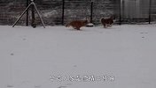 金毛哈士奇终于看到雪，根本不能控制自己，看完忍住别笑