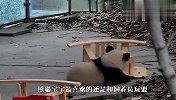 奶爸跟熊猫玩躲猫猫，场面萌翻了，看完不许笑！