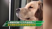 泪目！全国哀悼日金毛闻鸣笛声吼叫落泪 主人：养两年第一次见