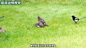 鹰隼捕食鸽子，两只喜鹊舍命相救，镜头拍下全程