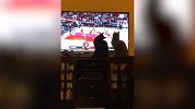 肥宅篮球狗的情人节咋过？ 猫主子抢着看NBA