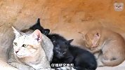 小猫巢穴竟被蜥蜴入侵，几只猫崽瑟瑟发抖，最后竟出现暖心一幕