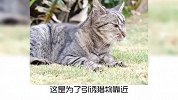 宠物冷知识：为什么猫咪会发出咔咔声？
