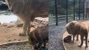 狗子淡定吃肉狮子老虎都不敢抢 背后原因很暖心