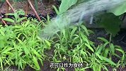 稻槎菜的养殖方法和注意事项