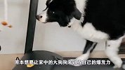 狗狗跑步机上训练，突然一只小狗宝宝来捣乱