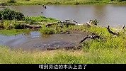 鳄鱼偷袭喝水的角马，眼看就要成功了，结果却啃了个寂寞！