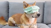 铲屎官给狗子戴上眼罩，汪星人以为自己失明了，看完忍住别笑