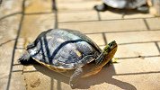 如果你想养个宠物，那就养龟吧，看看养它的6个好处