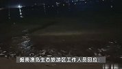 广东一地大量鱼儿跃上岸，海滩上密密麻麻一大片，景区：此前从未有过