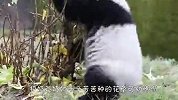 熊猫拆迁队上线，所到之处寸草不生，网友：你是国宝开心就好！