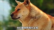 如果中华田园犬会说话，他想说什么？