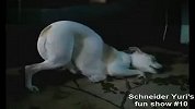 搞笑-20120326-动物搞笑短片集