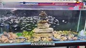 第一次见遛鱼的！男子为了让鱼群游起来，加装玩具车喂食轨道