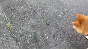 散步途中碰到虫子，柴犬就成了这样，要笑喷了