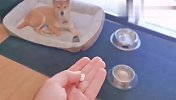 柴犬是怎么吃药的？看完差点怀疑自己的眼睛：不是吧？