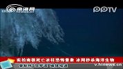 实拍南极死亡冰柱恐怖景象 冰网秒杀海洋生物