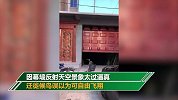 北京一自建房安装玻璃幕墙 候鸟撞自建房玻璃墙身亡