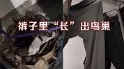 生态杠杠的！男生宿舍阳台晾裤子忘记收 半月后裤里“长”出鸟巢