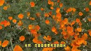 花菱草的养殖方法和注意事项