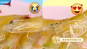 4招挑出新鲜海虾【夹脑计划】