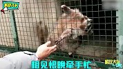 动物园迷惑行为，你们是来探亲的吧？