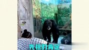 动物园迷惑行为，你们是来探亲的吧？