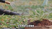 矢车菊的养殖方法和注意事项